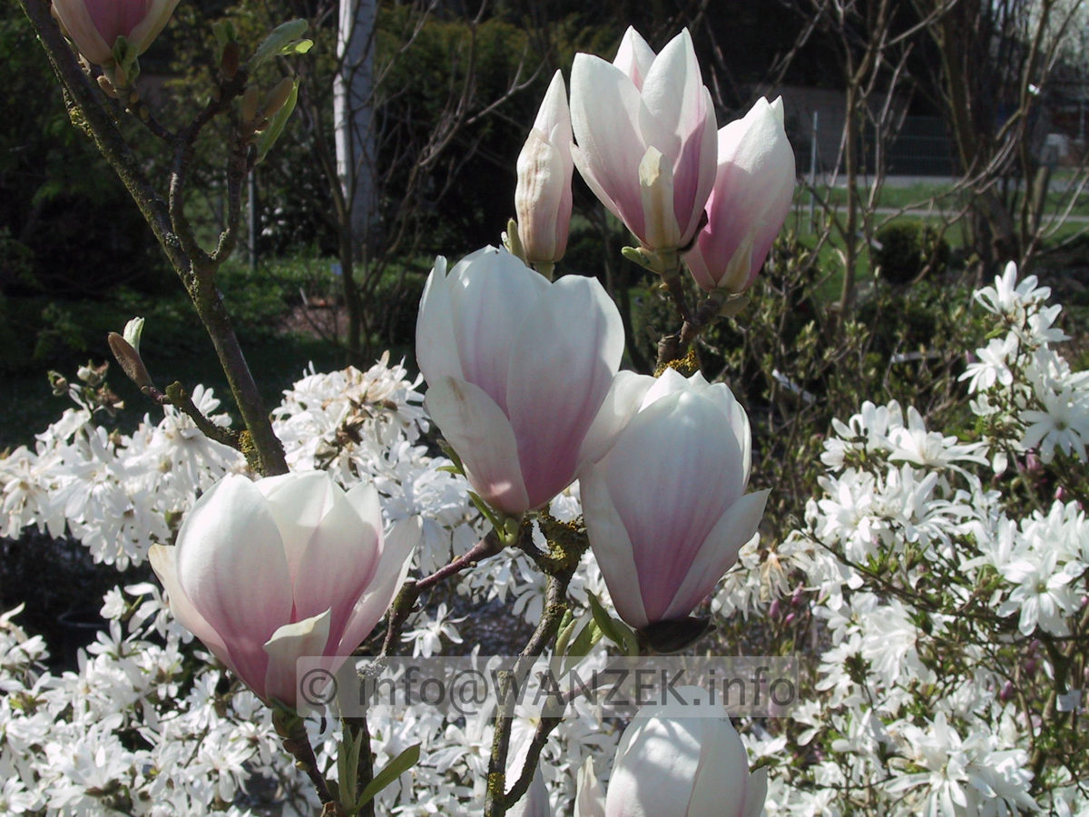 Magnolia soulangeana 03.JPG